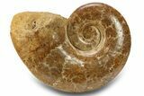 Jurassic Ammonite (Lobolytoceras) Fossil - Madagascar #283543-1